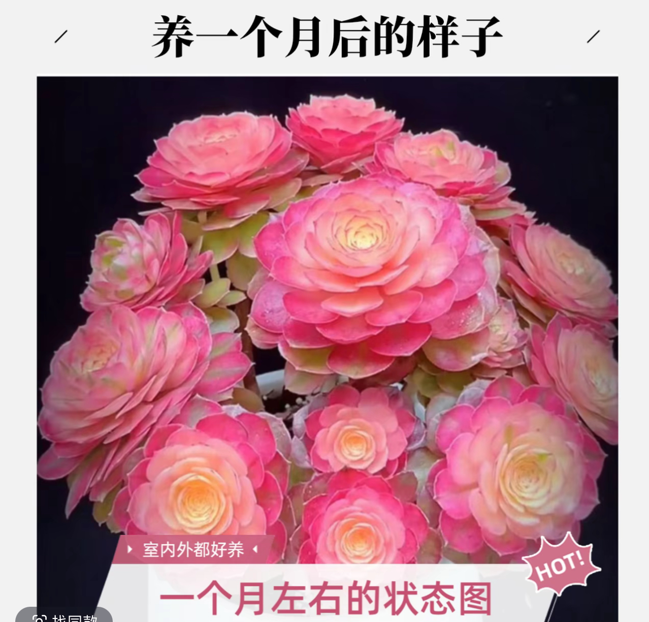 【福袋专属】随机一课多肉 不褪色新手好养 多肉植物