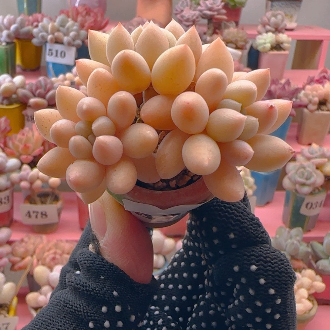 雪彼奶330 ，带盆土发货，满38包邮非偏远。