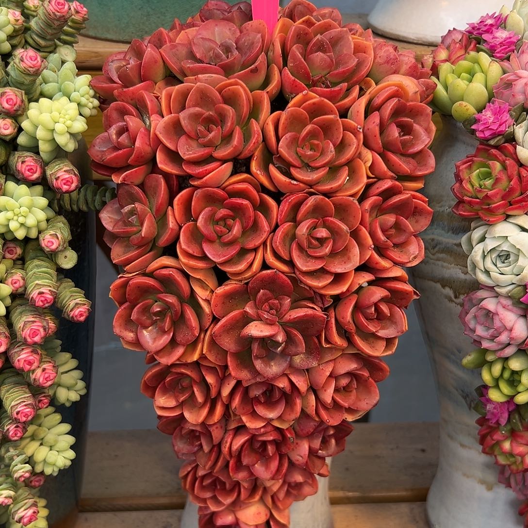 035巧克力多肉组合