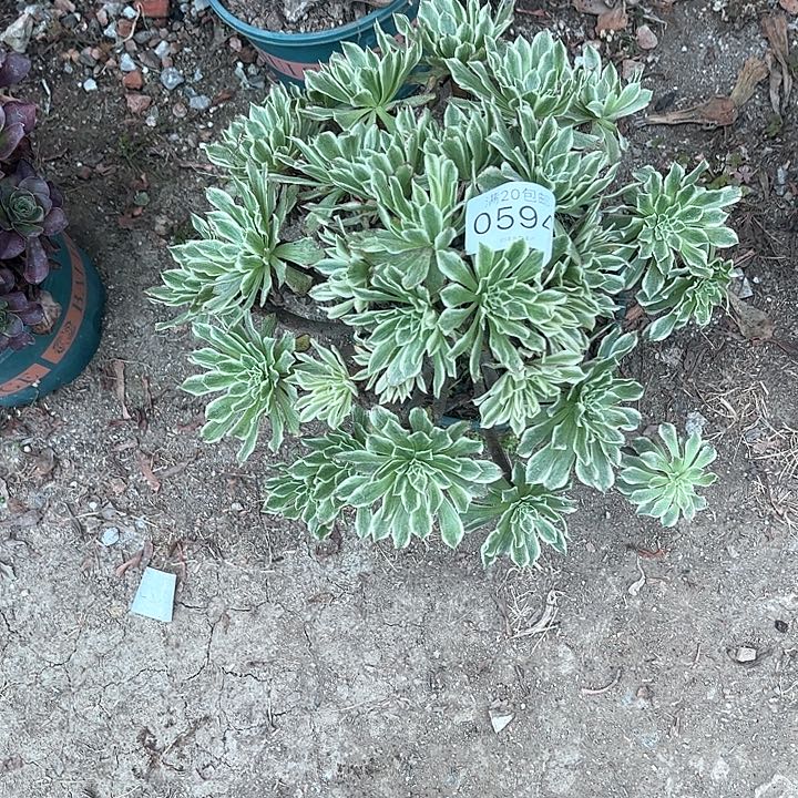 秋***云0594碧浪多肉植物