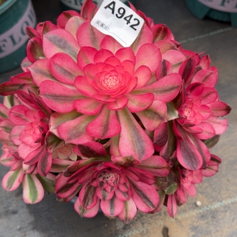 942荔枝20厘米左右