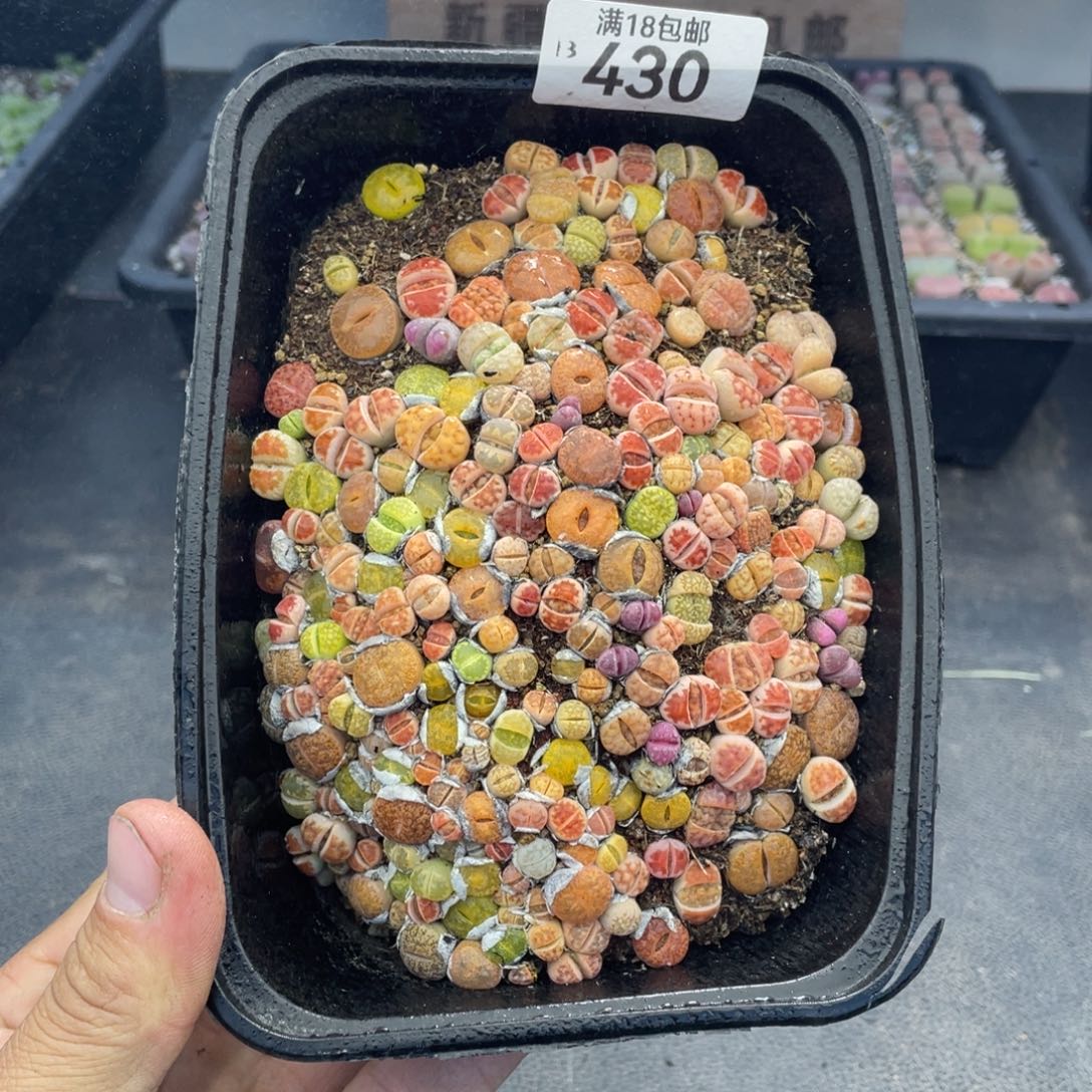 红陶0000000000000430