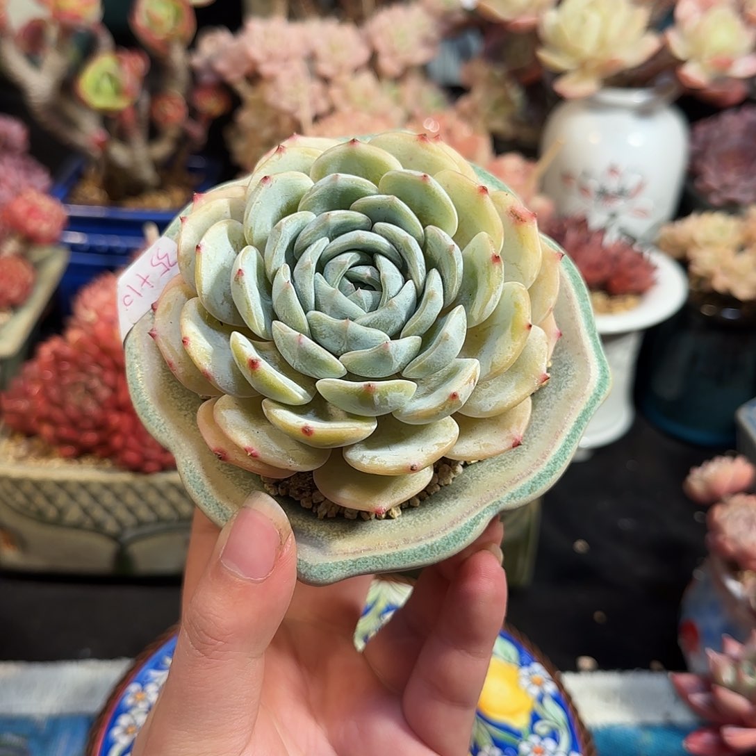 劳林带8cm左右盆土