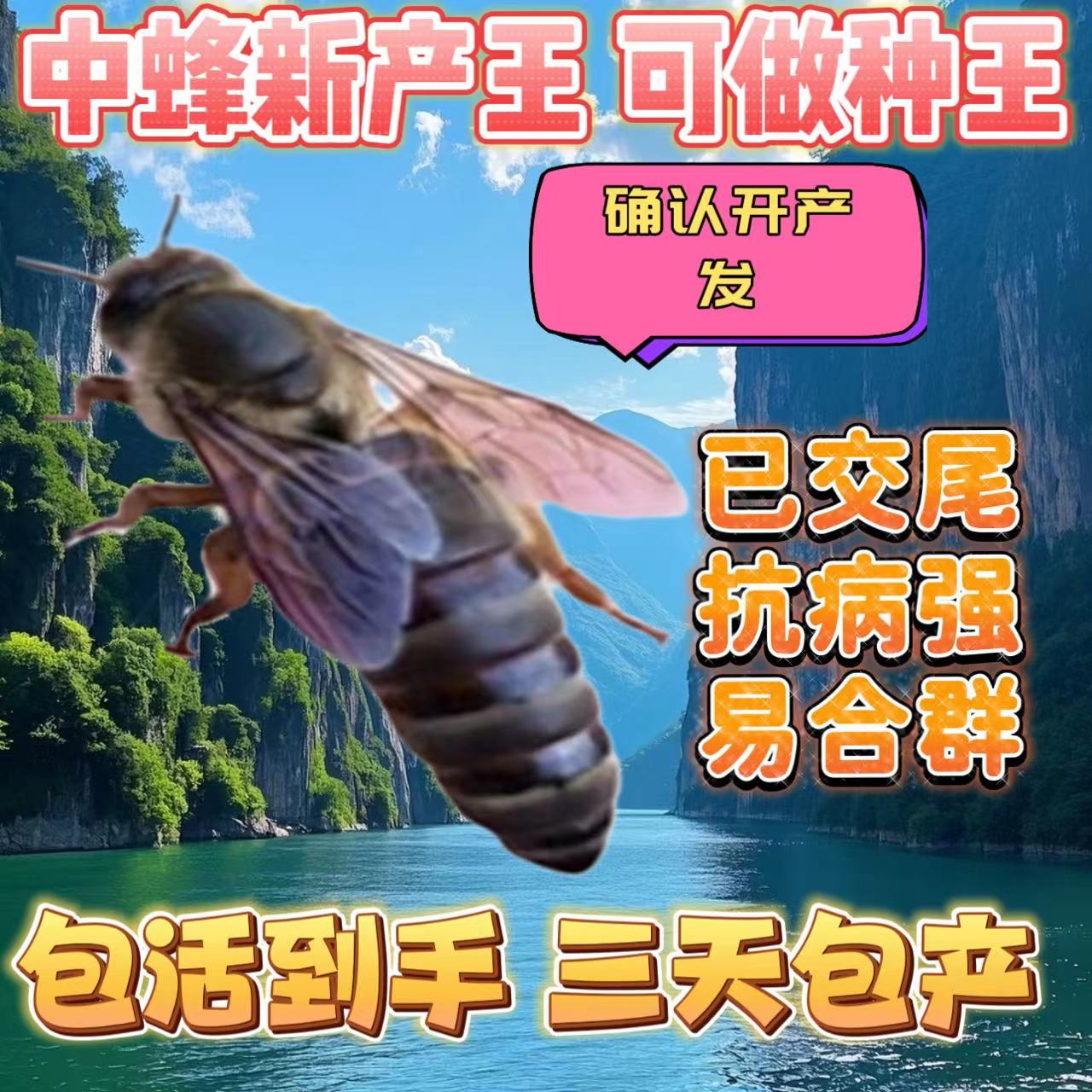 【包活包产】优质中蜂开产新王阿坝王伏牛王双色王已交尾高产产卵王