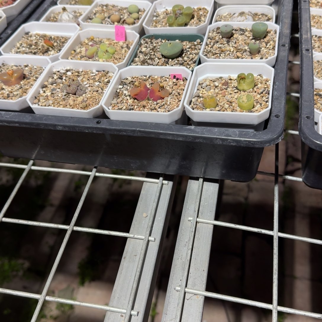 比***u多肉多肉肉多肉卓念念12元