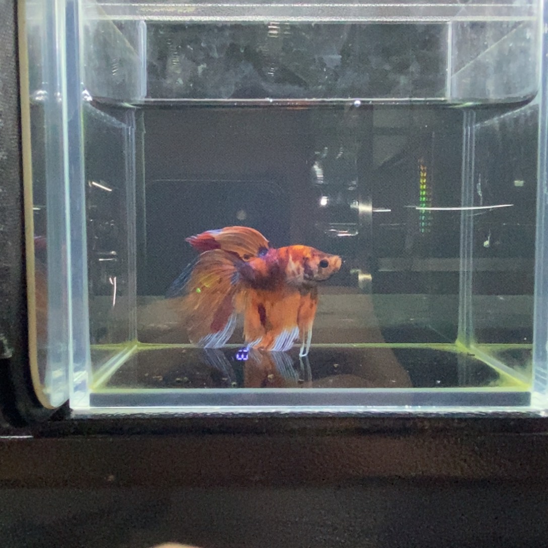 斗鱼包活不包损所见即所得138