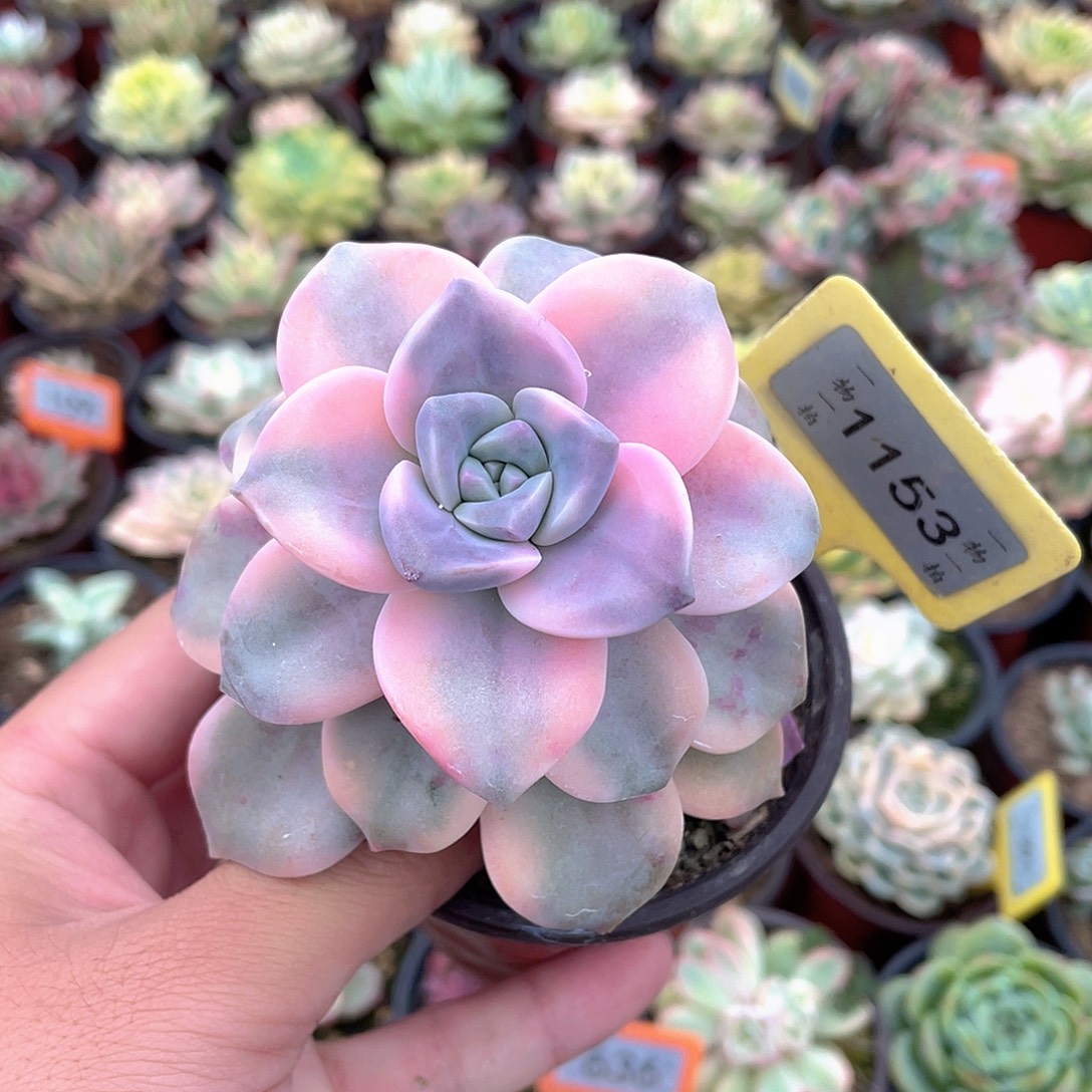 1153号紫乐锦多肉