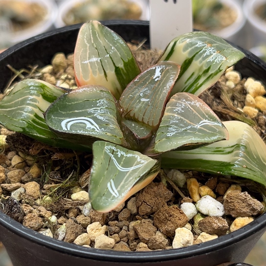 71史扑锦福利专场