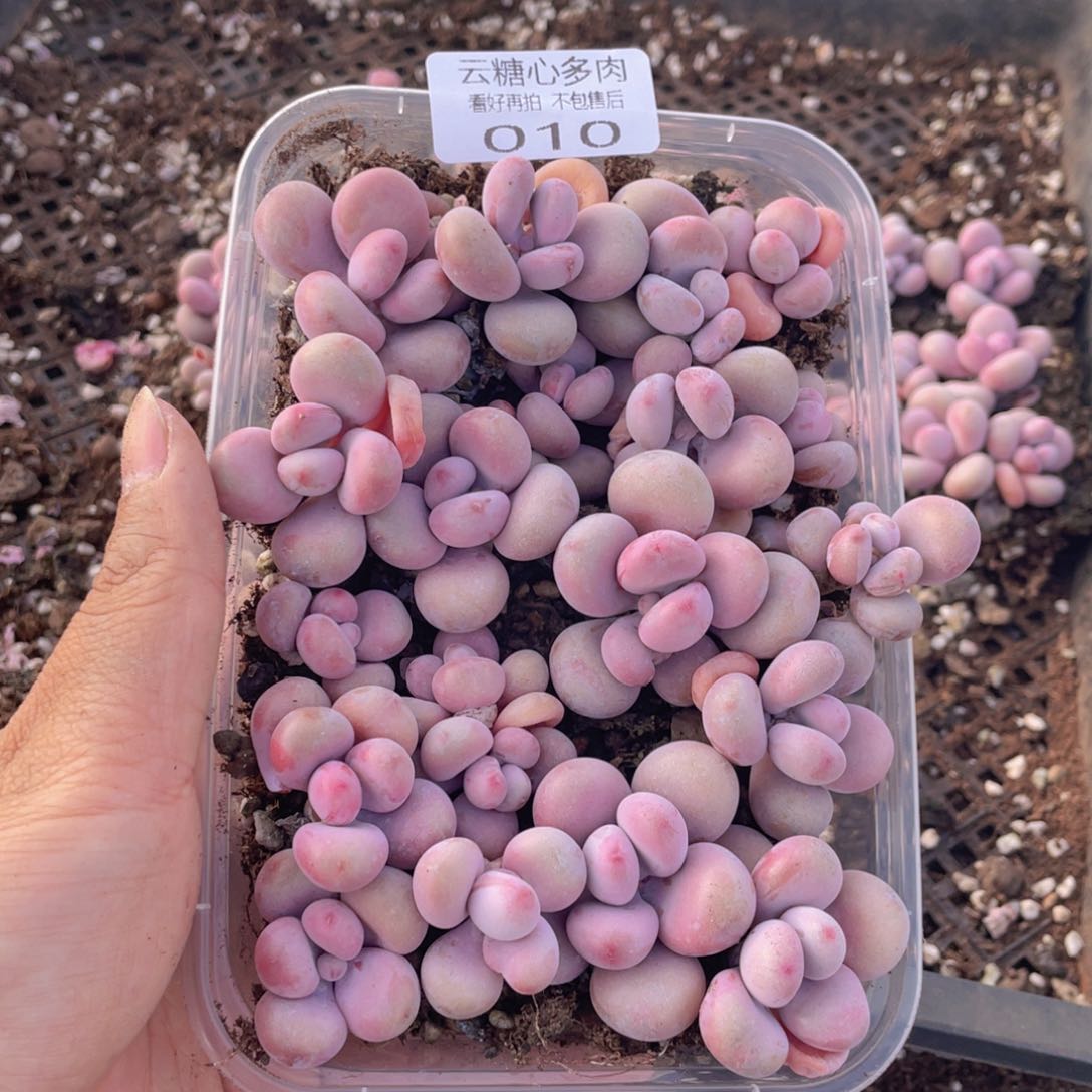 云糖心多肉植物10