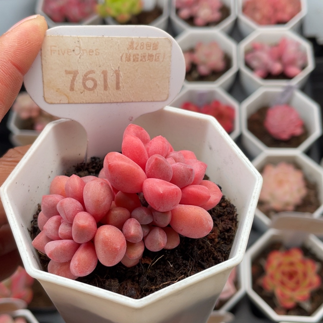 熊猫眼7611-5.0厘米