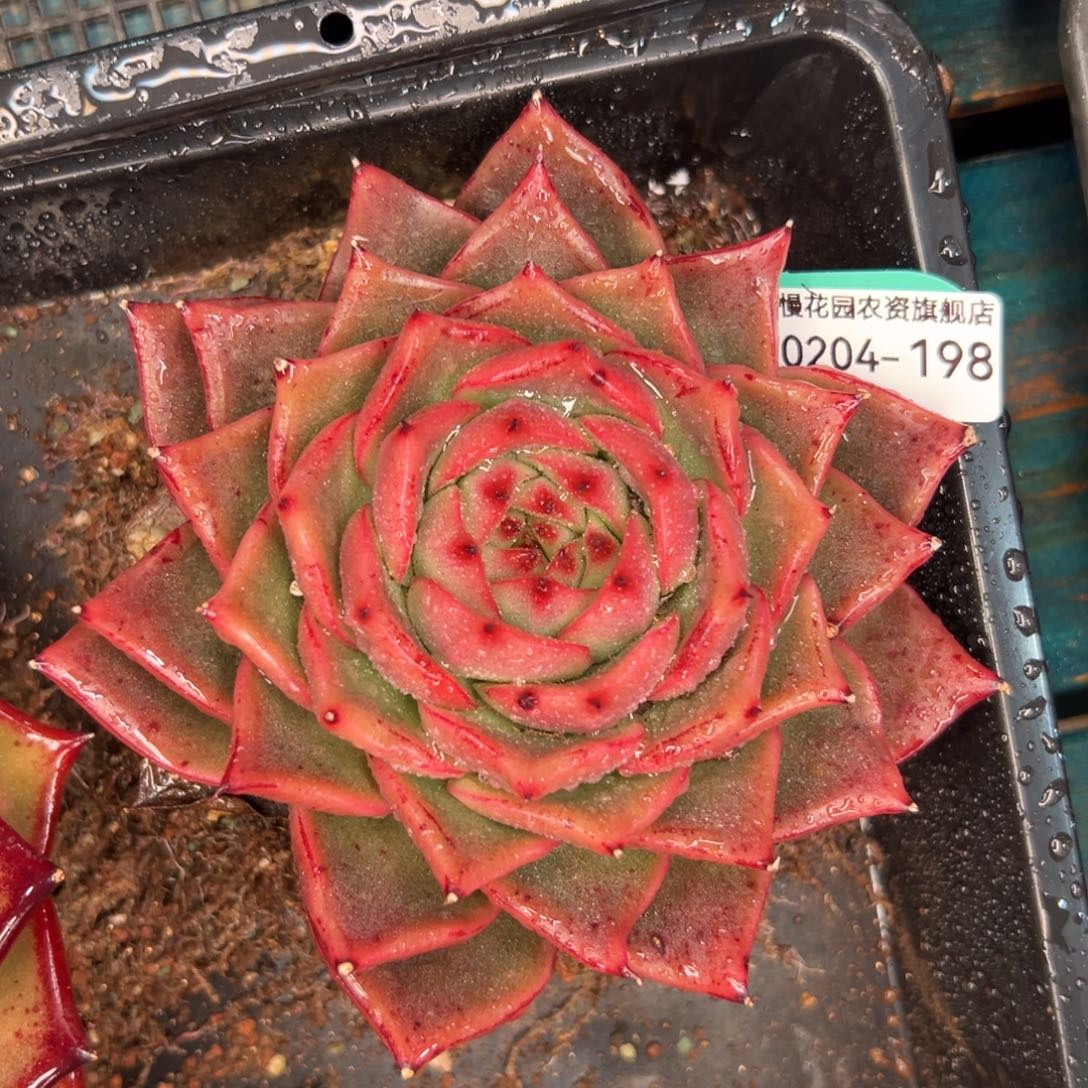 多肉一物一拍0204-198