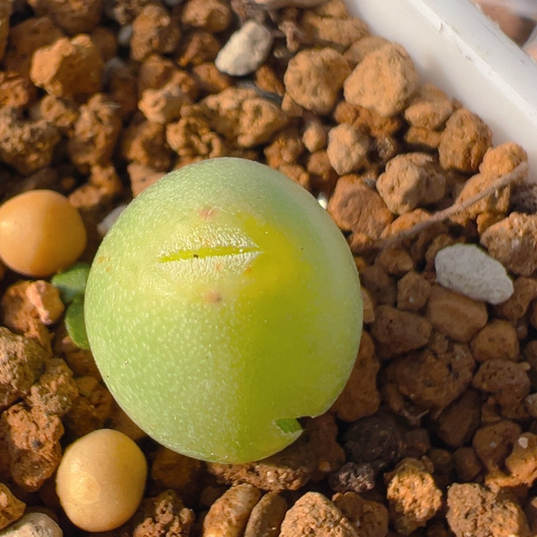 17多肉植物百科马奶葡萄