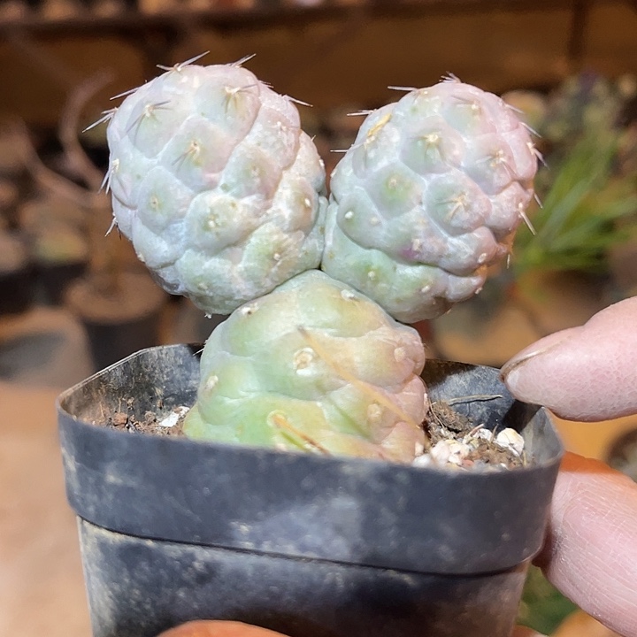 满38包邮2天凑单，脱土晾根年后发货多肉