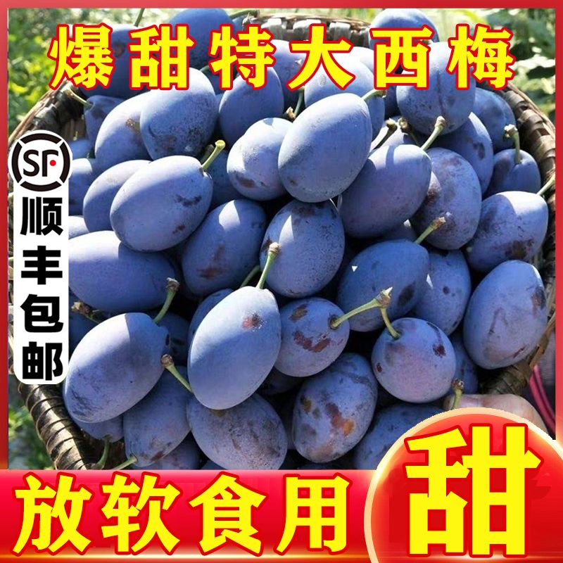 【顺丰包邮】现货新鲜现摘饱满多汁西梅当季应季水果正宗大西梅整箱