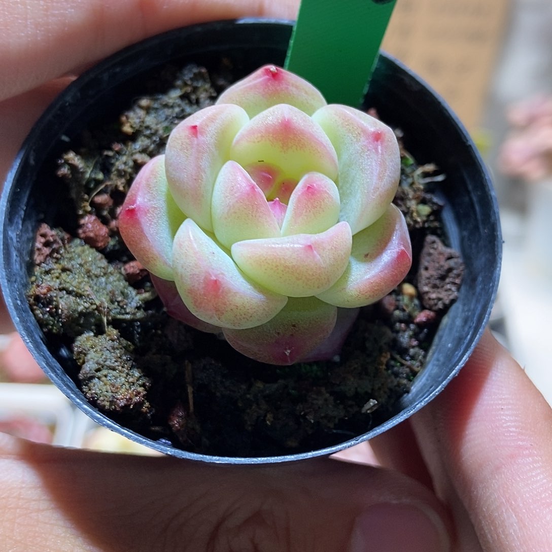 156 小丸子精品多肉