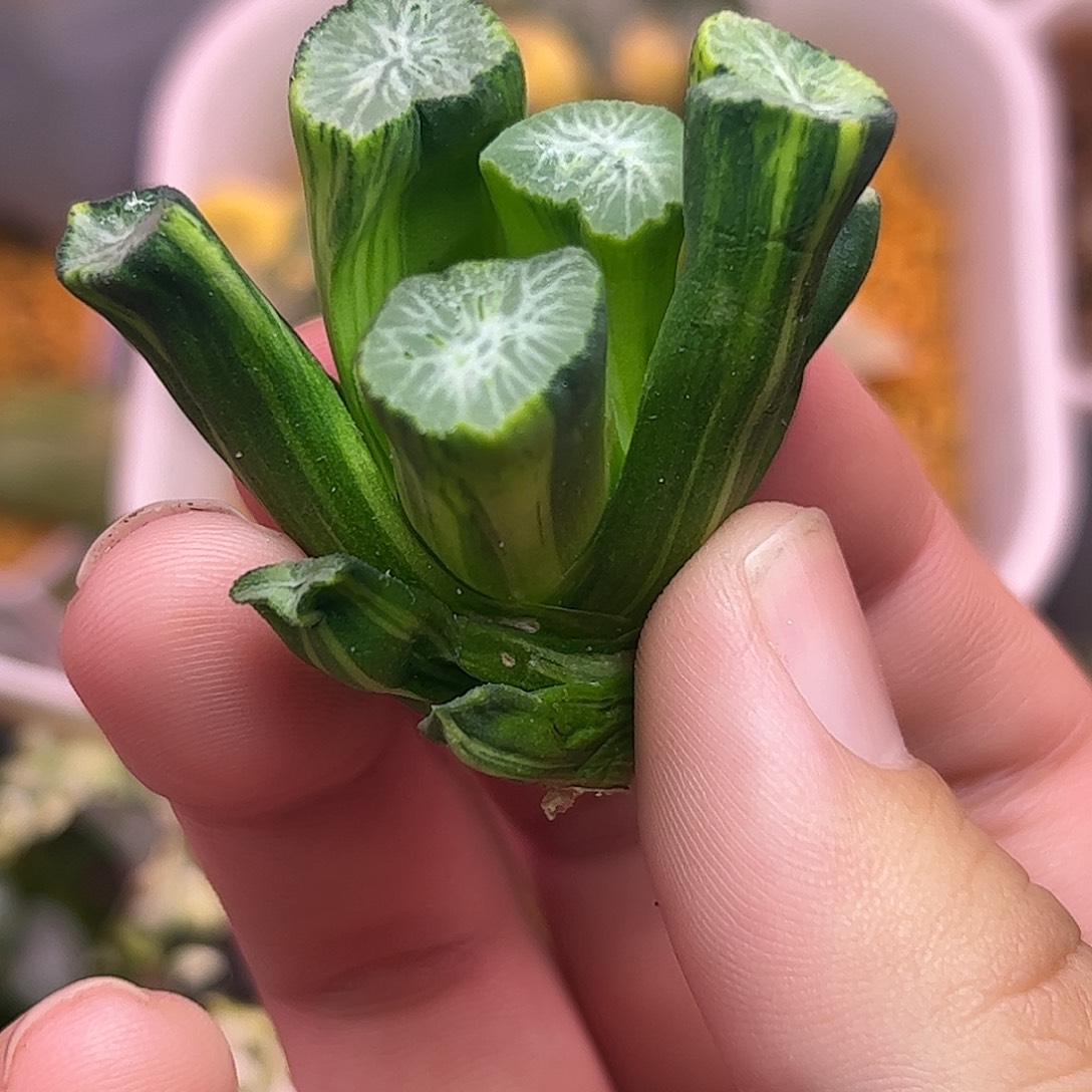 1高仿茸785十二卷多肉植物