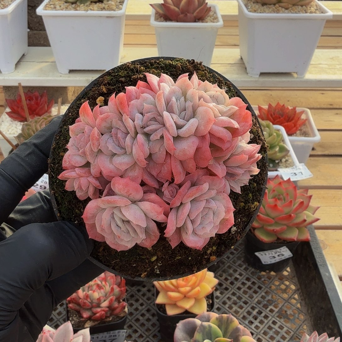 1128-39泡泡纱裙群