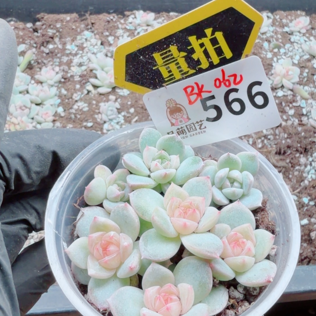 多肉植物多肉植物