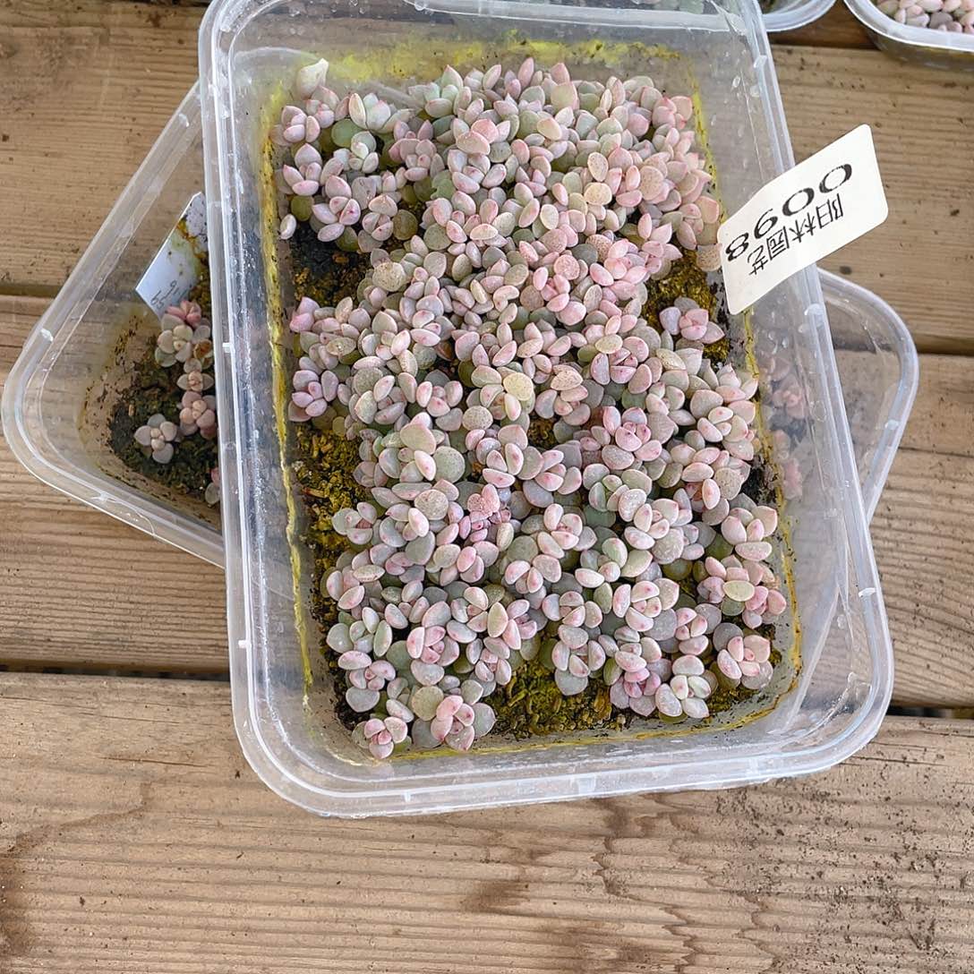 喜***肌多肉植物多肉植物98