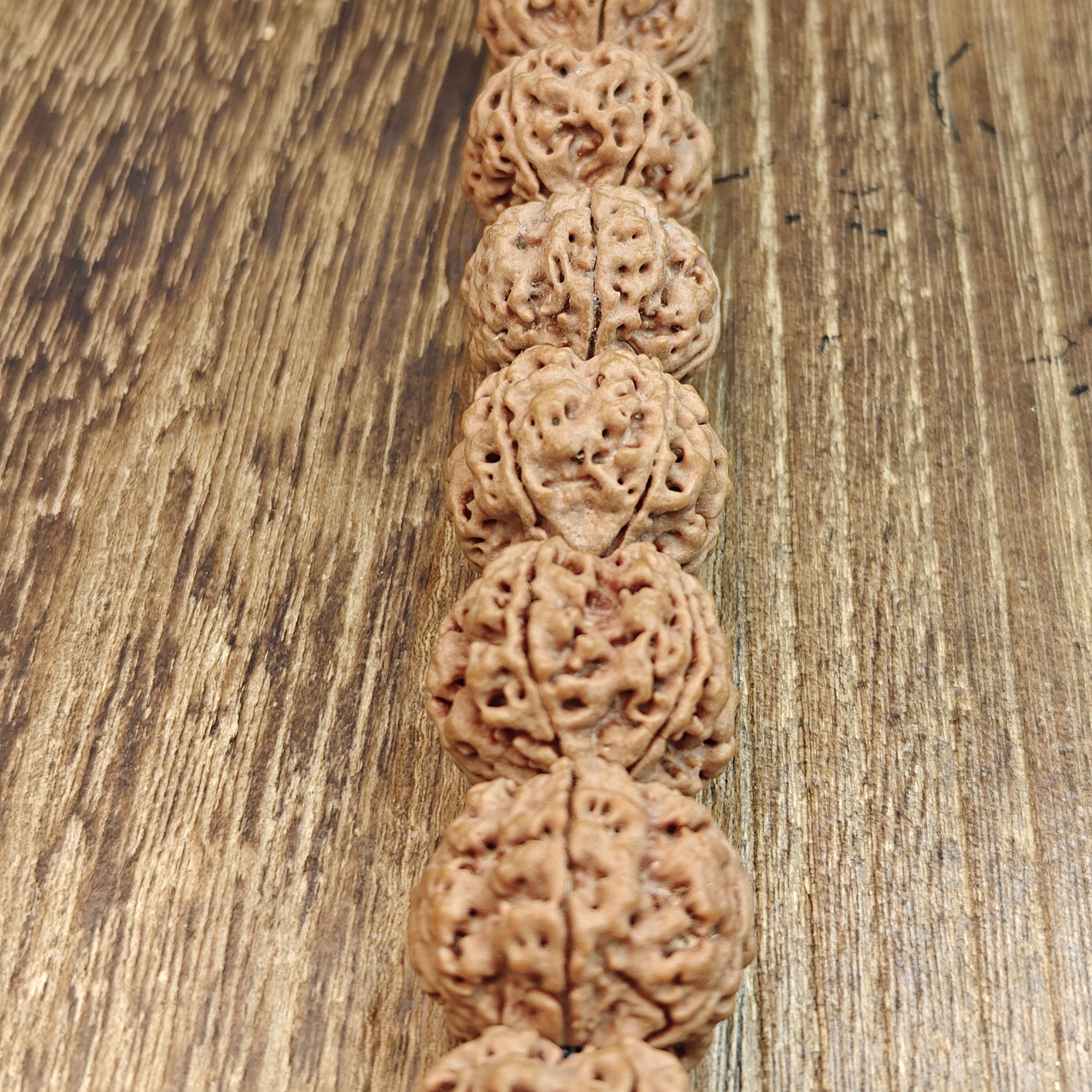 纯血安纳蜂王大金刚21（超头）