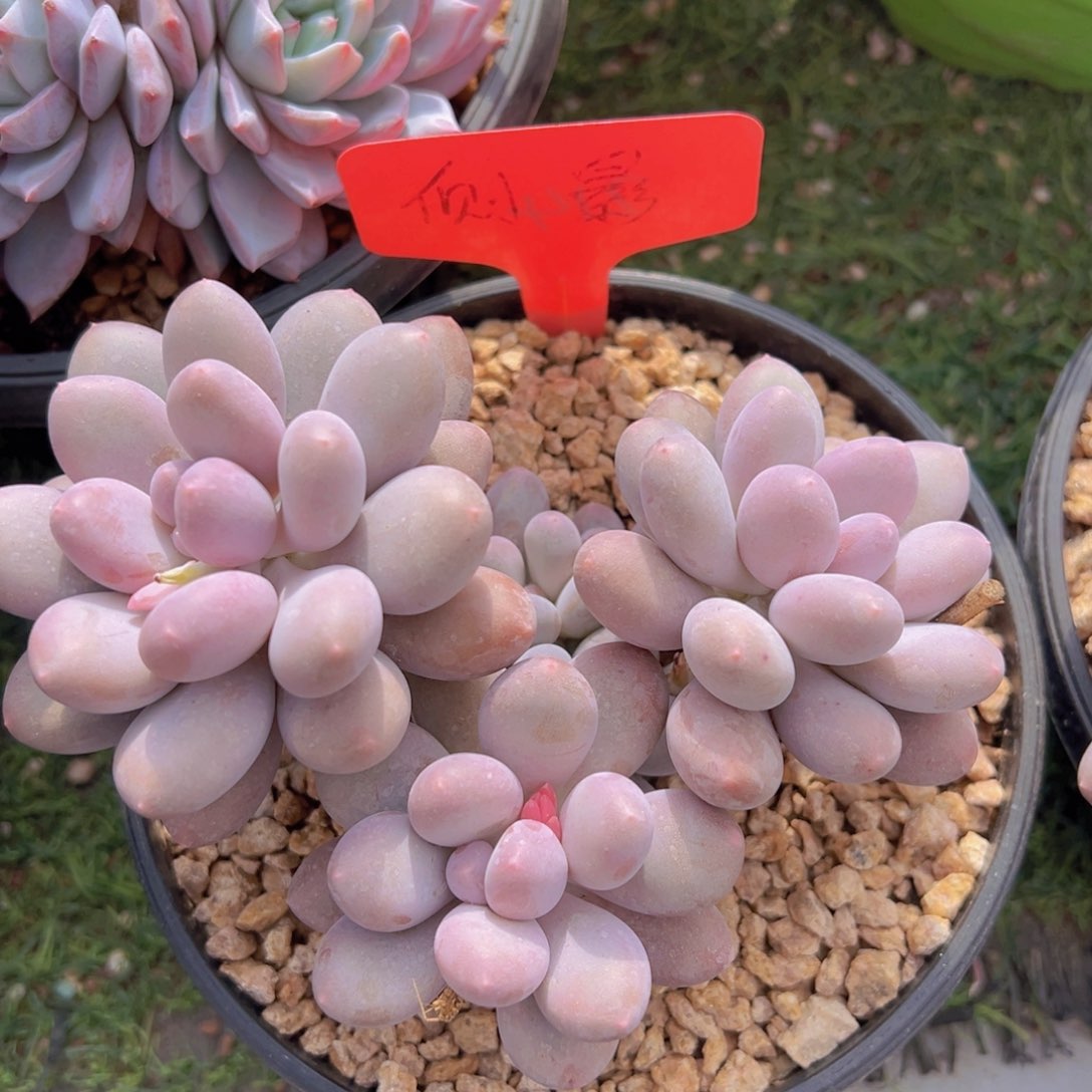 可*香玉的故事是一个人的故事