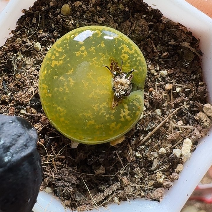 生石花1111111。  516