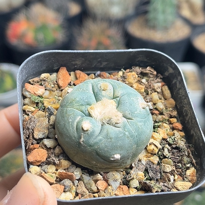 海鲜实生球一颗一物一拍3公分