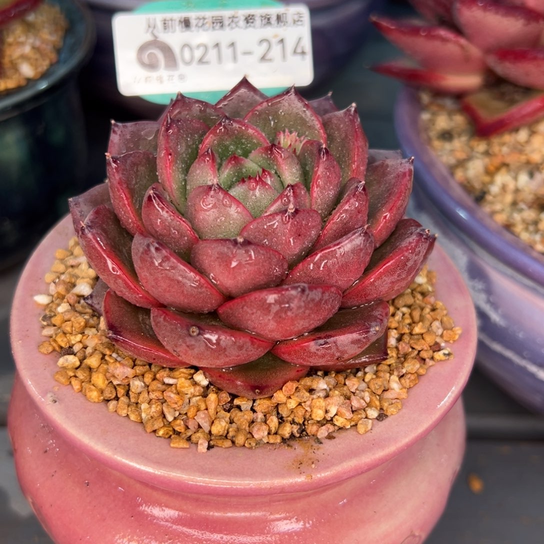 从前慢多肉精选编号0211.214