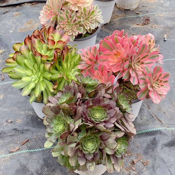 721粉女巫，韶华，黑魔多肉