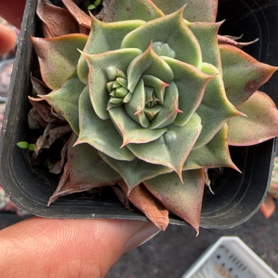 50皮皮虾多肉植物多