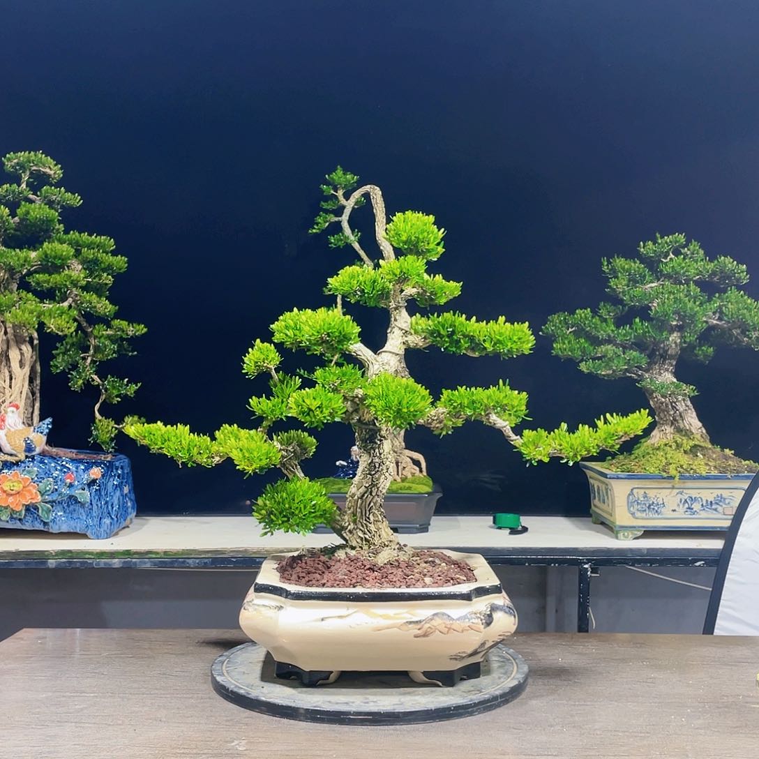 完全开放黄杨盆景四季常青