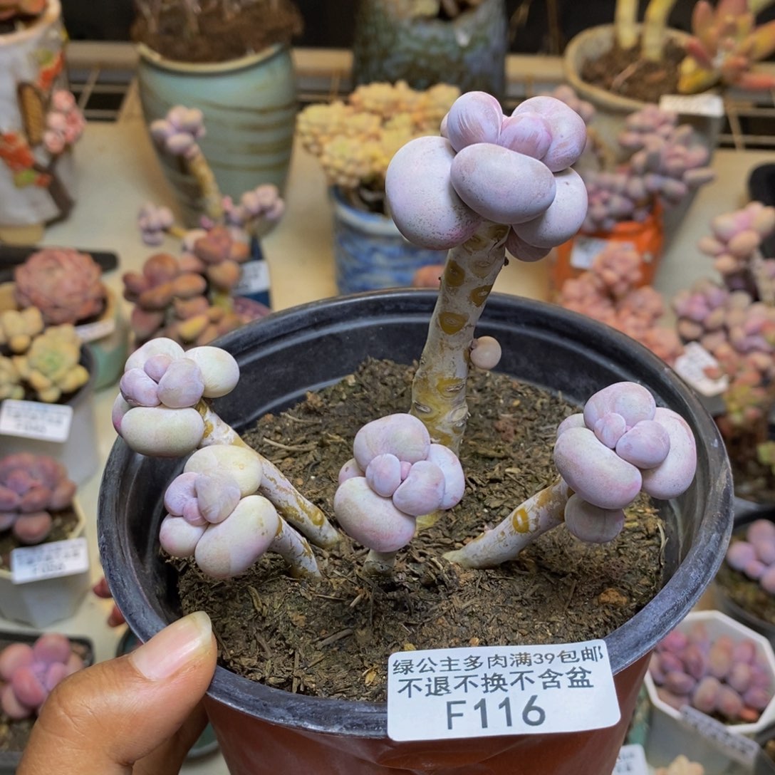 116芭比奶多肉7c m