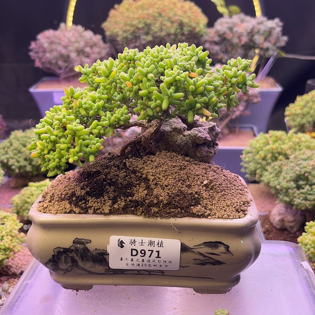 971蜜橘糖球提根造型桩