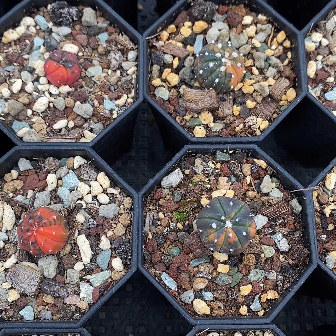 实生兜锦可挑选一物一拍