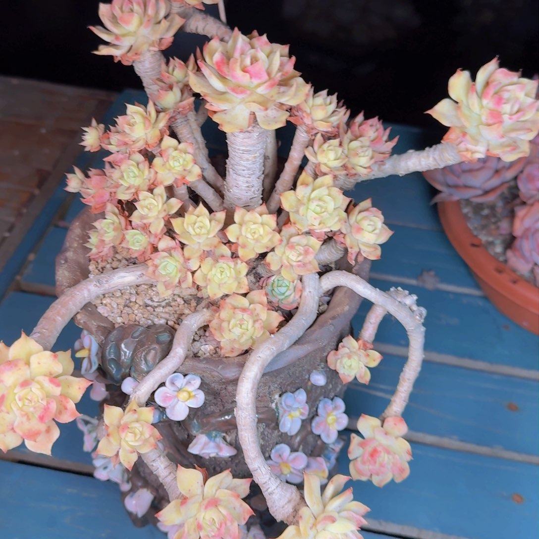 用****2多肉植物的生长发育和