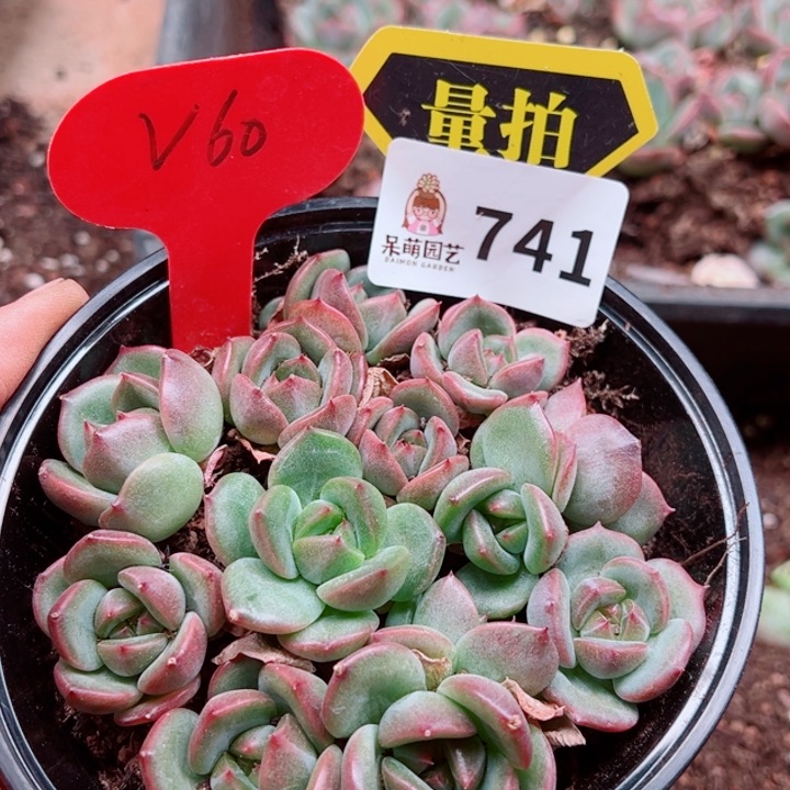 多肉植物多肉植物