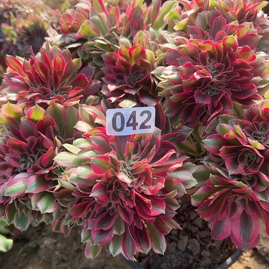 河***姐多肉植物一个女巫