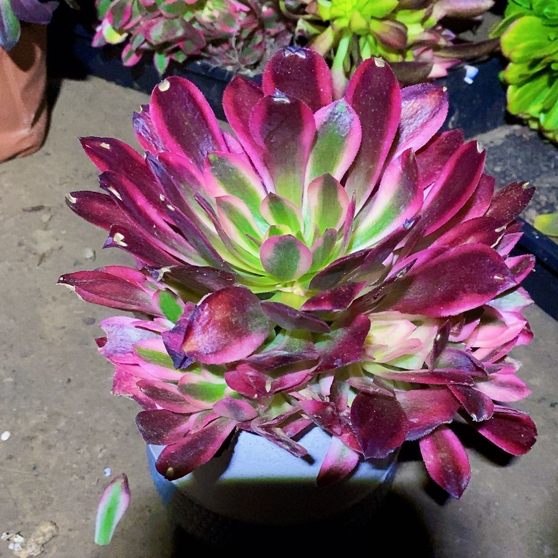 不知火舞多肉植物