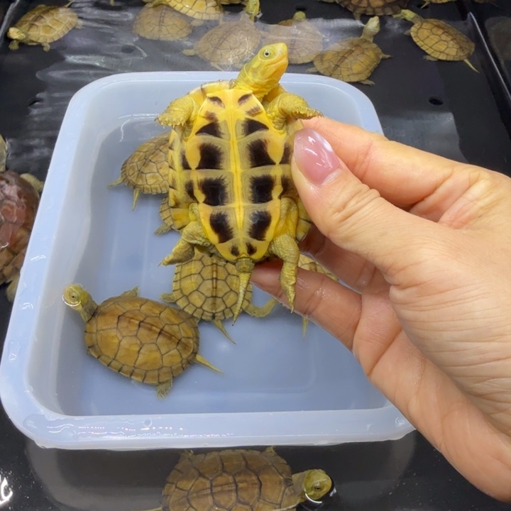 小***詹宠物龟公母搭配背甲6.1