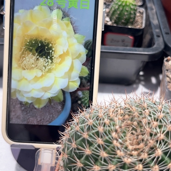 彩草28号黄白带根六公分左右