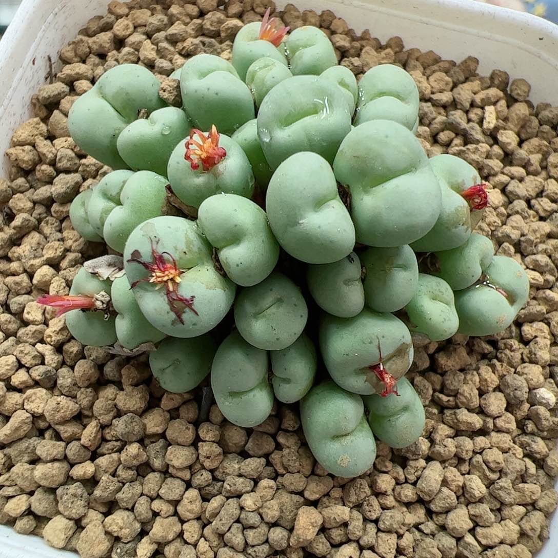 【闪购商品】378 红嘴群