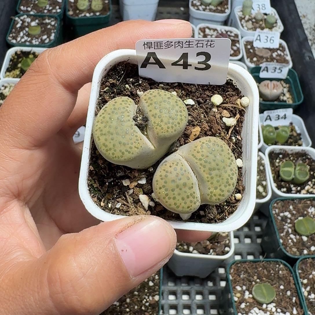 43多肉植物多肉植物