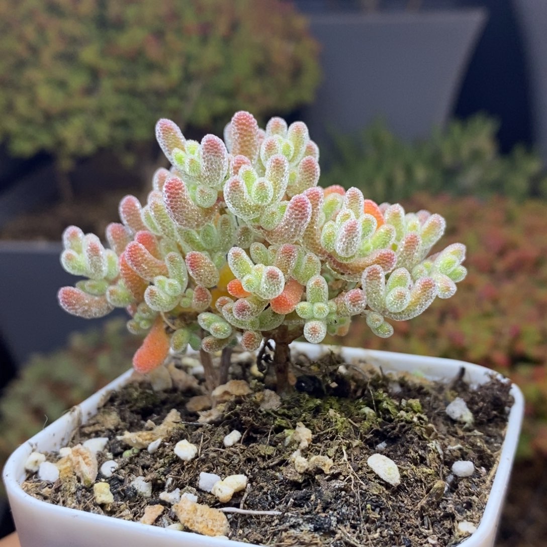 无花朵26号优选冰晶枝干