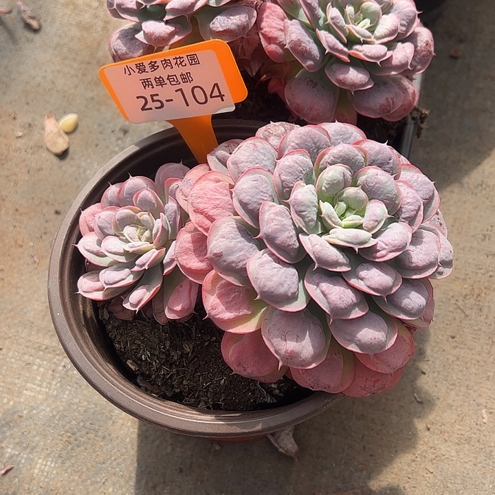 多肉植物组合盆栽104