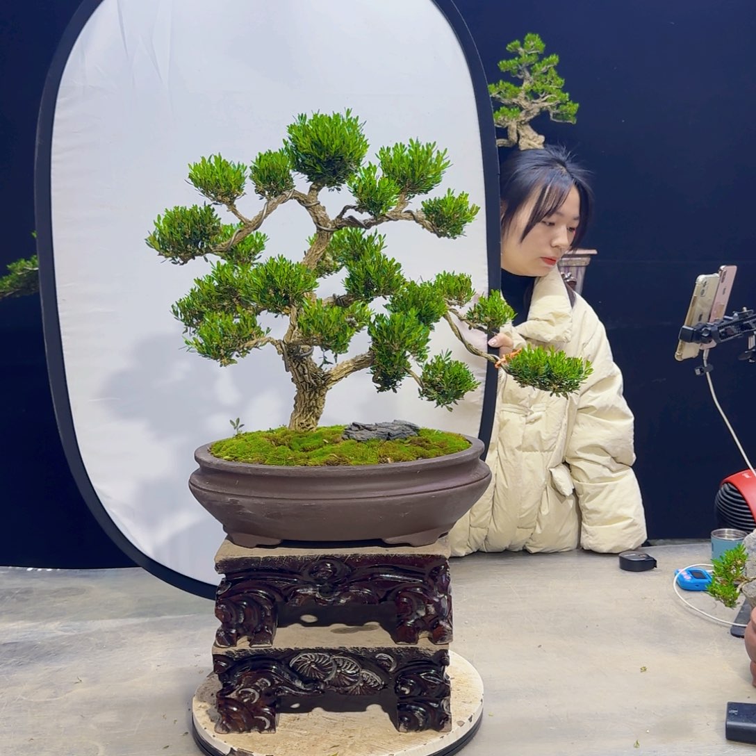 高端盆景艺术作品