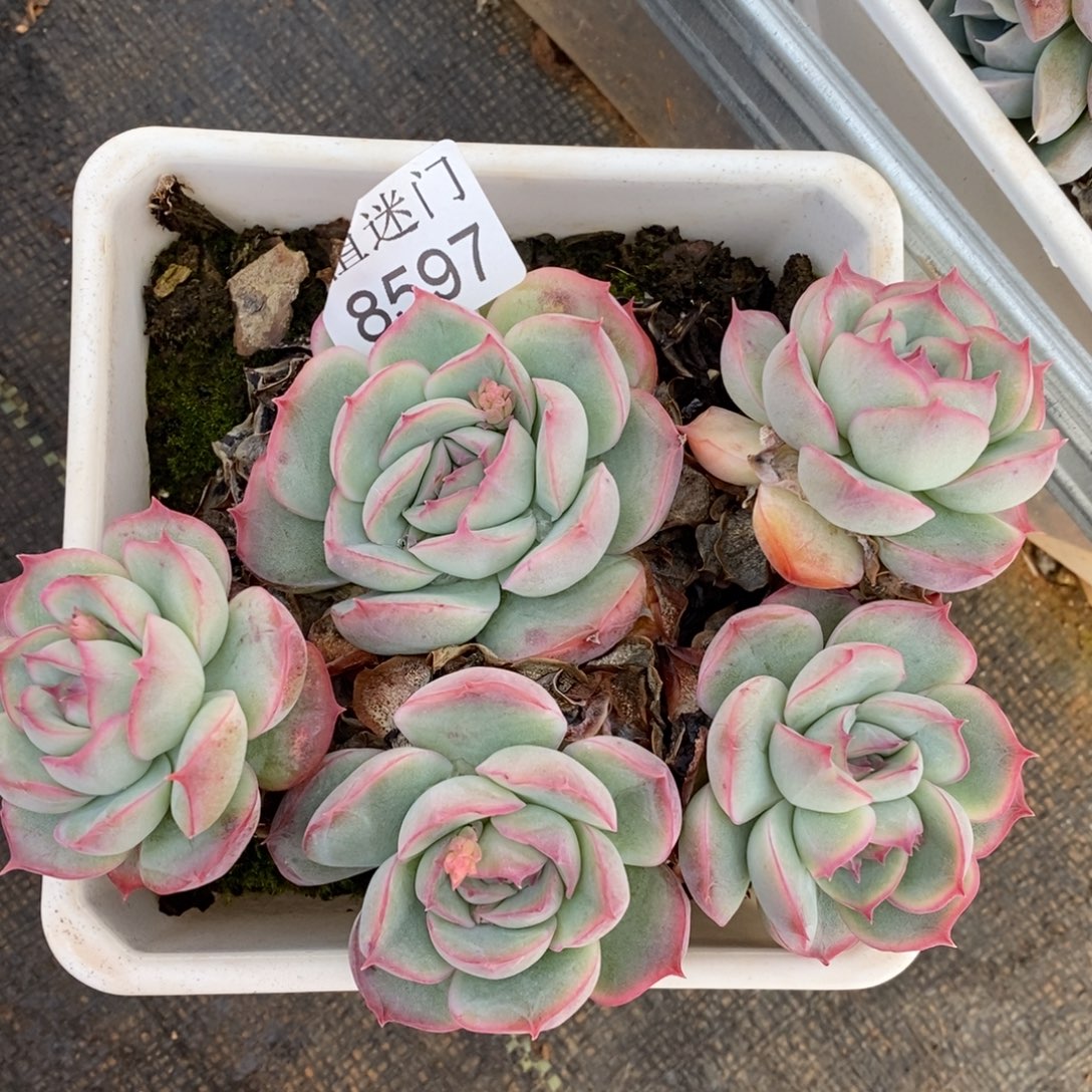 夕***美杂交精品多肉8597~14厘米