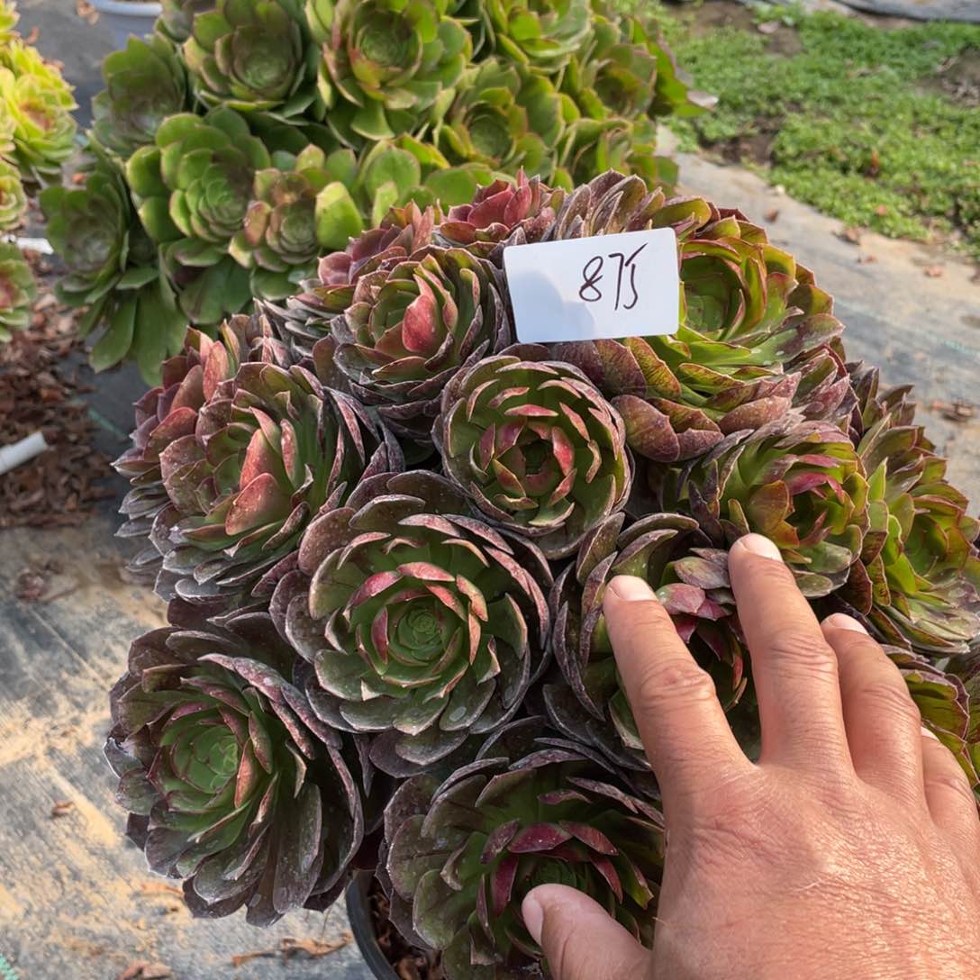 老五多肉8751111111