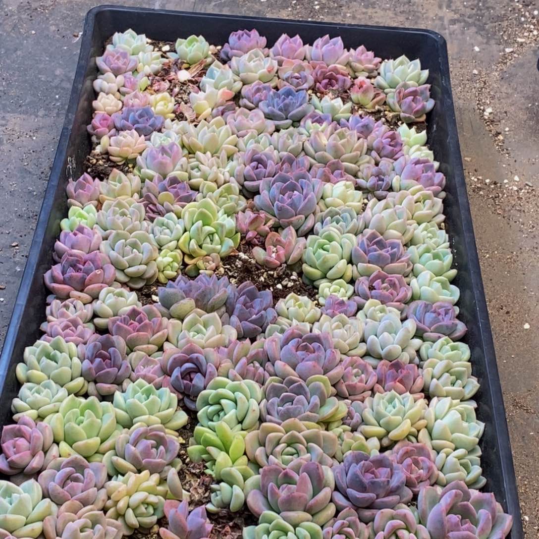 陈*云416多肉植物保护研究所所长助理