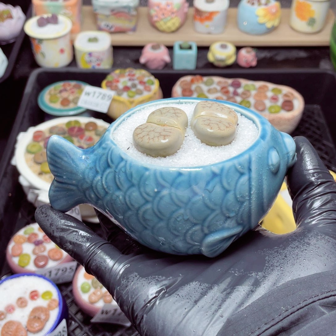 w1800--带盆土发货，零下地区拍保温箱