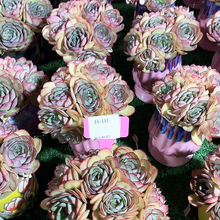 14.111牡丹亭一个